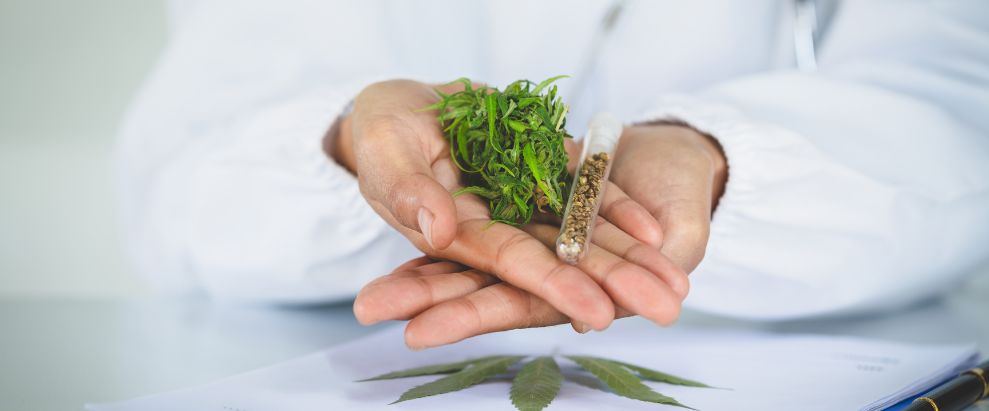 Efectos de la marihuana sintética en el cuerpo y la mente Efectos de la marihuana sintética en el cuerpo y la mente